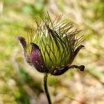 Pulsatilla montana Bloem