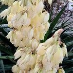 Yucca gloriosa Fleur