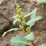 Oxybasis glauca অন্যান্য