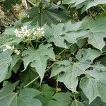 Montanoa hibiscifolia List