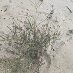 Launaea fragilis кора