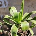 Agave demeesteriana Leht