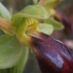 Ophrys lupercalis Mosusu