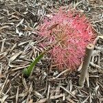 Scadoxus multiflorusFlower