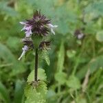 Stachys arvensis Lorea