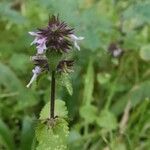 Stachys arvensis Floare