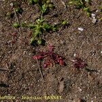 Hornungia procumbens Habitus