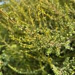 Olearia solandri Leaf