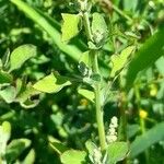 Chenopodium album Habit