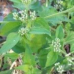 Chromolaena odorata Blatt