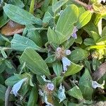 Richardia scabra Leaf