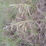 Bothriochloa bladhii Fruit