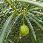 Cascabela thevetia Fruit