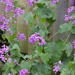 Lunaria annuaFlor