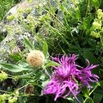 Centaurea scabiosaFiore