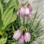 Allium narcissiflorum ফুল