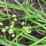 Scirpus atrovirens 花