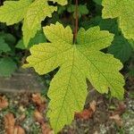 Acer heldreichii Leaf