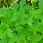 Ranunculus recurvatus Leaf