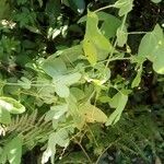 Passiflora subpeltata Blad