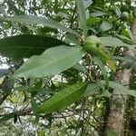 Alibertia edulis Fruit