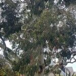 Eucalyptus leucoxylon Bark