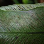 Asplenium africanum Lehti