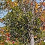 Viscum album Plante entière