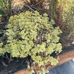 Sedum makinoiFeuille