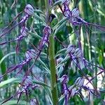 Himantoglossum adriaticum Flower