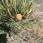 Pinus edulis Fruto