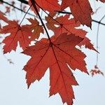 Acer × freemanii পাতা