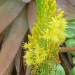 Eremurus stenophyllus Flower