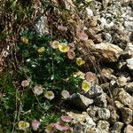 Ranunculus glacialis Hábitos