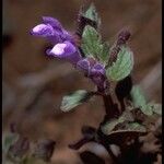 Scutellaria tuberosa Агульны выгляд