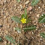 Tribulus terrestris Blatt