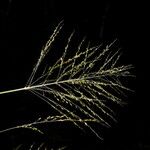Panicum maximum Fruto