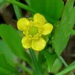 Ranunculus ophioglossifolius Flower