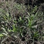 Echium brevirame List