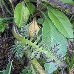 Pedicularis ascendens Leaf