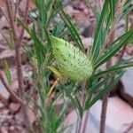 Gomphocarpus fruticosus Fruit