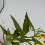 Lysimachia quadrifolia 葉