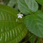 Priva lappulacea 花