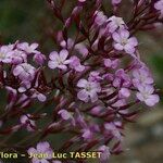 Limonium insigne Flower