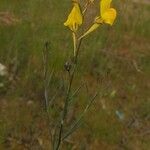 Linaria spartea Leaf