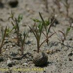 Bupleurum semicompositum Habitus