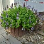 Coleus caninus Habit