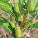 Oenothera biennis Fruit