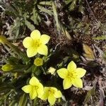 Centaurium maritimum 花