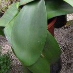 Haemanthus coccineus पत्ता